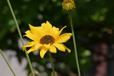 Bahçedeki güzel sarı çiçek