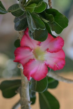 Bahçedeki güzel pembe çiçekler