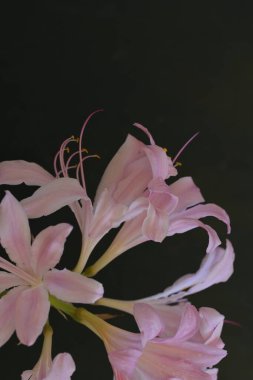 Siyah arka planda güzel pembe zambak çiçekleri