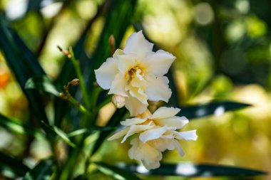 Bahçede büyüyen sarı çiçekler