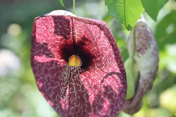 stock image Aristolochia macrophylla in green leaves