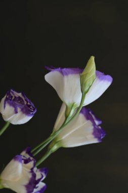 eustoma beyaz ve mor çiçekler