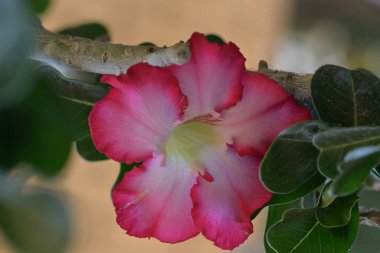 Bahçedeki güzel pembe çiçekler