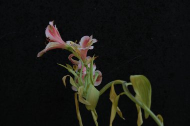 Güzel Alstroemeria çiçekleri, genellikle Peru zambağı ya da İnkaların zambağı olarak adlandırılır, siyah arka planda.