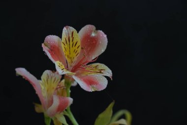 Güzel Alstroemeria çiçekleri, genellikle Peru zambağı ya da İnkaların zambağı olarak adlandırılır, siyah arka planda.