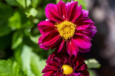 Bahçedeki güzel pembe çiçekler