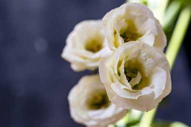 Beyaz Eustoma çiçekleri kapanıyor