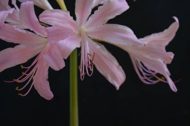 Siyah arka planda güzel pembe zambak çiçekleri