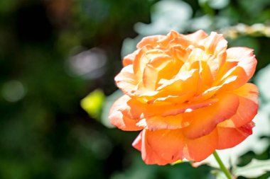 Bahçede açan güzel sarı gül çiçeğinin yakın görüntüsü. 