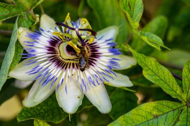 Bahçede mavi tutku çiçeği (Passiflora caerulea) 