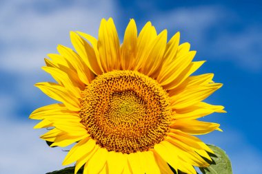 Güzel ayçiçeği tarlada