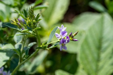 Bahçedeki güzel mor çiçekler
