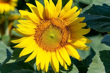 Güzel sarı ayçiçeği tarlada, yakın plan. 