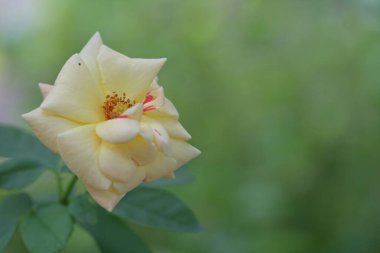 Bahçede büyüyen sarı çiçekler