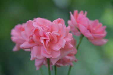 Bahçedeki güzel pembe çiçekler