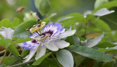 # Bahçedeki güzel çiçekleri #