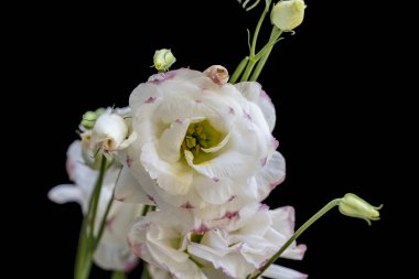 Siyah arka planda güzel beyaz Eustoma çiçekleri