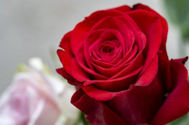 Kırmızı güllerin arka planında kırmızı gül