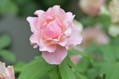 Bahçedeki pembe gül 