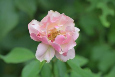 Bahçedeki pembe gül 