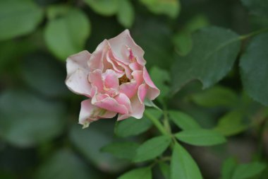 Bahçedeki pembe gül 