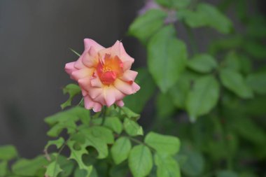 Bahçedeki pembe gül 