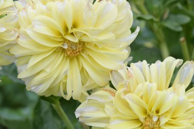 Yakın - güzel çiçek açan yıldız çiçeğinin manzarası 