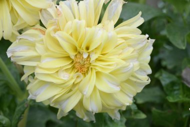 Yakın - güzel çiçek açan yıldız çiçeğinin manzarası 