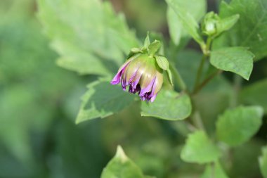 Bahçedeki güzel mor çiçekler