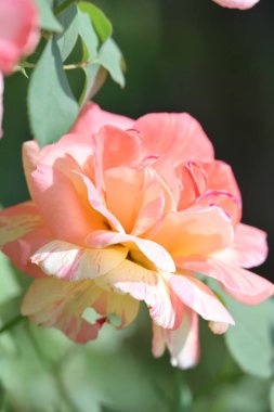 Doğada güzel bir gül. Yaklaş.