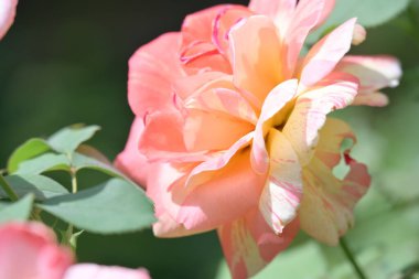 Doğada güzel bir gül. Yaklaş.