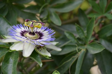 Mavi Tutku Çiçeği, Mavi Taç Tutku Çiçeği, Yeşil Bahçede Tutku Çiçeği  