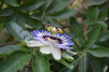 Güzel Tutku Çiçeği Yakından 