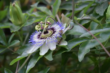 Güzel Tutku Çiçeği Yakından 