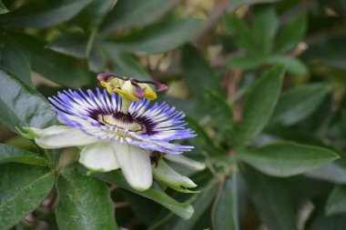 Güzel Tutku Çiçeği Yakından 