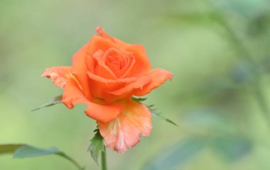 Bahçede güzel bir gül