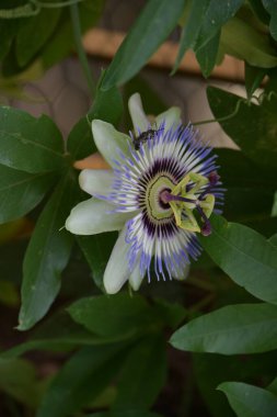 Güzel Tutku Çiçeği Yakından 