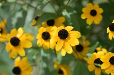 Bahçedeki sarı çiçekleri kapat.