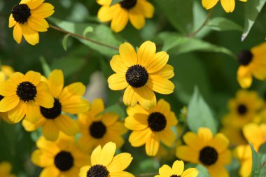 Bahçedeki sarı çiçekleri kapat.