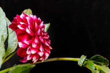 Yıldız Çiçeği çiçek, yakın 