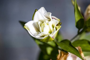 Güneşli yaz gününde bahçede yetişen güzel çiçekler.