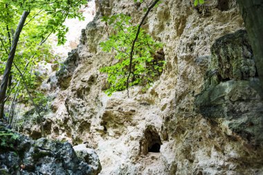Yeşil bitkilerle kaplı taş duvar. yüksek kaliteli fotoğraf