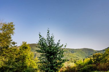 Dağ ormanında yeşil ağaçlar