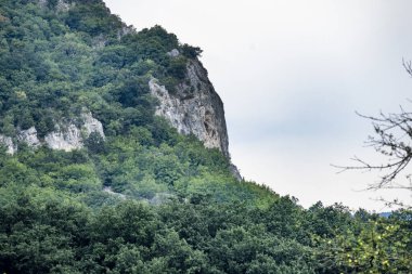 Dağ ormanında yeşil ağaçlar