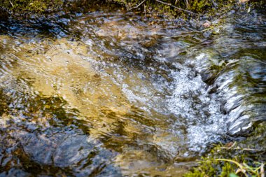 Ormanda şelale, doğa bitki örtüsü 