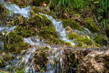 Ormanda şelale, doğa bitki örtüsü 