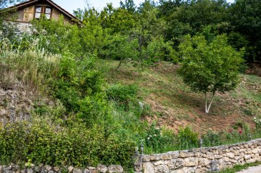 Yazın kırsalda yeşil ağaçlı güzel doğal manzara            