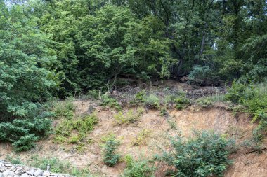 Dağ ormanında yeşil ağaçlar