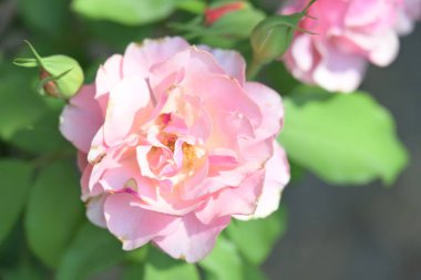 Güzel güneşli bir günde bahçede yükseldi..