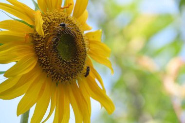 Ayçiçeği alanında mavi gökyüzü